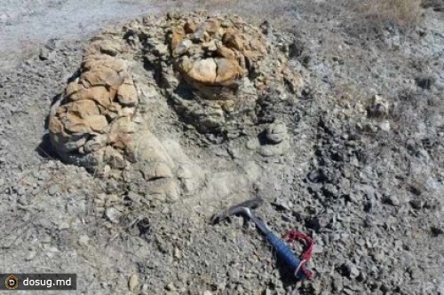 Палеонтологи нашли окаменевшую амбру