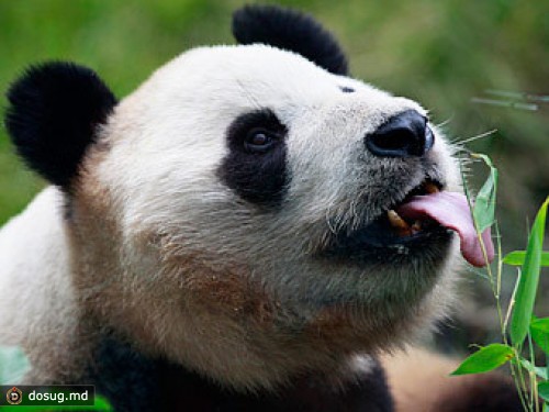 Панд из эдинбургского зоопарка наградили за вклад в развитие туризма