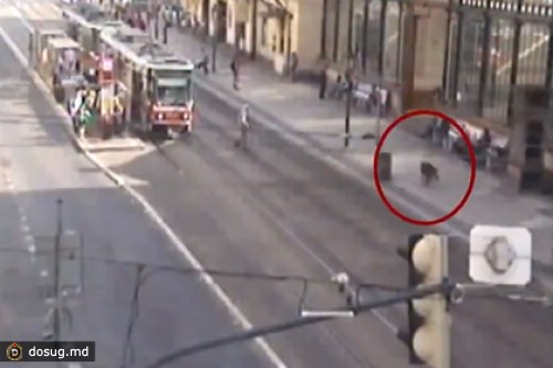 Полиция устроила погоню за кабаном в центре Праги