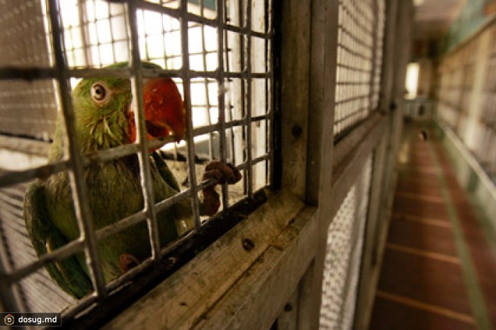 Попугай помог поймать убийцу своей хозяйки