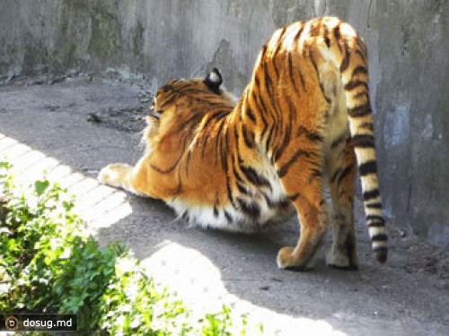 Посетитель калининградского зоопарка разделся перед тигром