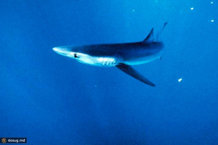 Пострадавший от нападения акулы врач зашил раны и поехал в бар