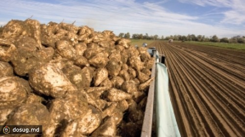 Повышение НДС на сахар и сельхозпродукцию приведет к банкротству свекловодческих хозяйств и краху отрасли