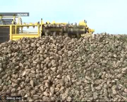 Производители сахарной свеклы бьют тревогу