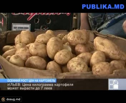 Производство картофеля сократилось в 2012 году на 30 процентов. Цена килограмма достигнет семи леев