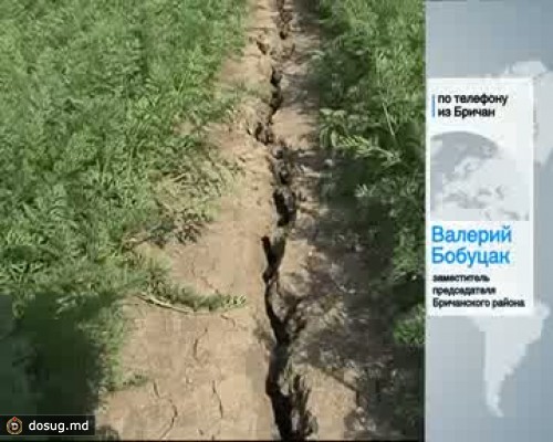 Производство картофеля сократилось в 2012 году на 30 процентов