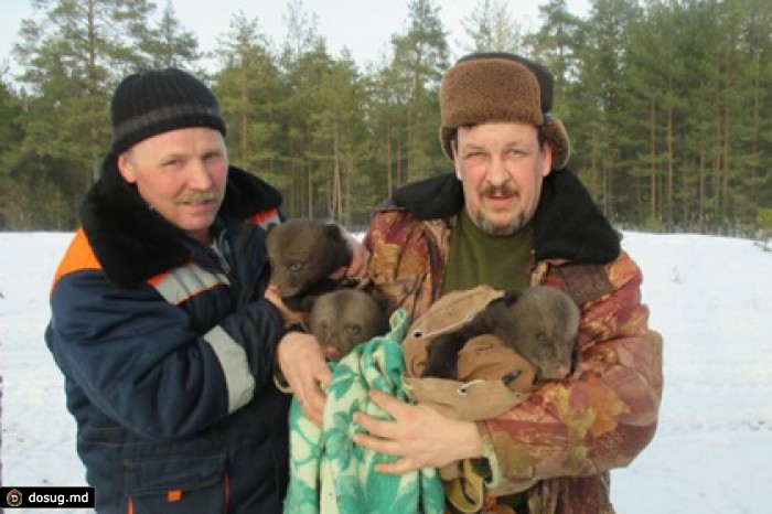 Провалившийся в берлогу лесник напугал медведицу и спас ее детенышей