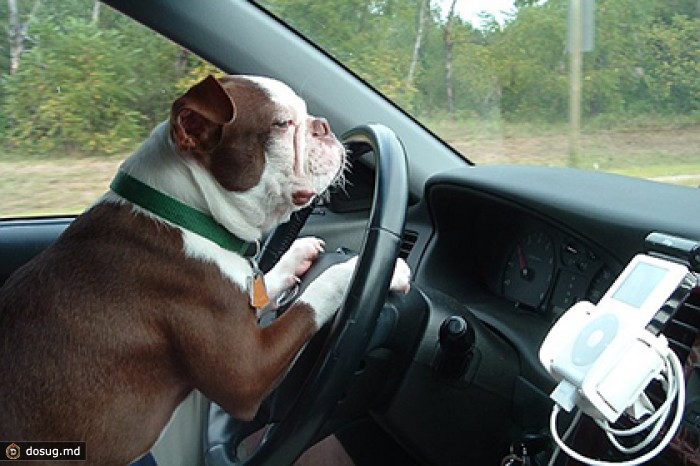 Пьяные американцы обвинили пса в совершении ДТП