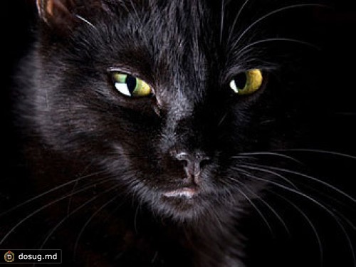 Римский бродячий кот стал самым богатым в мире