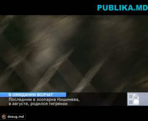 Россия обещала прислать волка, а «прибыла» волчица