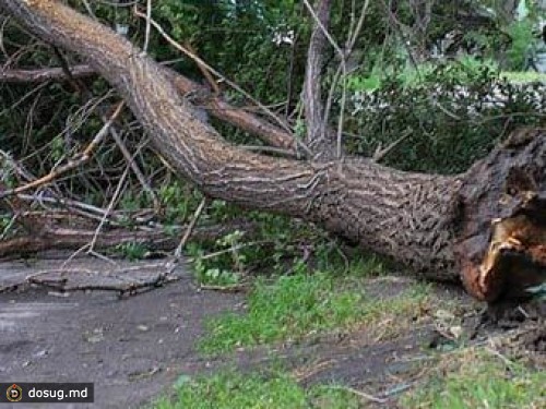 Шквальный ветер в Москве повалил более 200 деревьев