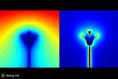 Шмели оказались способны ощущать электрический заряд цветов