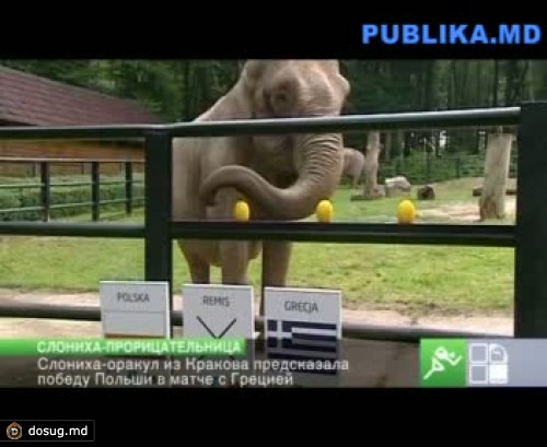 Слониха-оракул из Кракова предсказала победу Польши в матче с Грецией