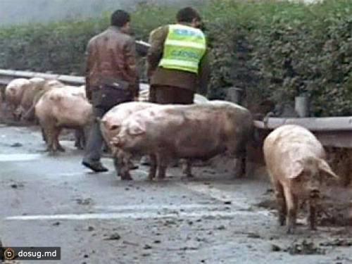 Свиньи заблокировали движение по китайскому шоссе