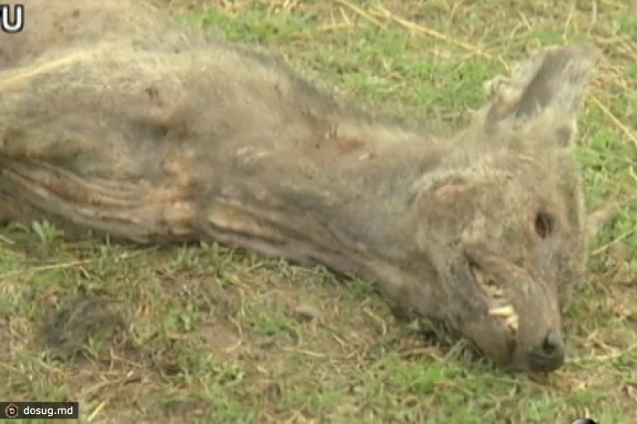 Техасская семья отчиталась об уничтожении чупакабры