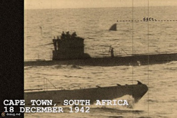 Телеканал Discovery уличили в использовании «фейкового» кадра с акулой мегалодоном