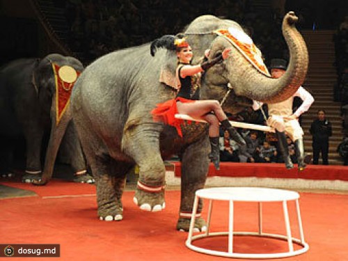 Цирк отчитался о здоровье слонов-погорельцев