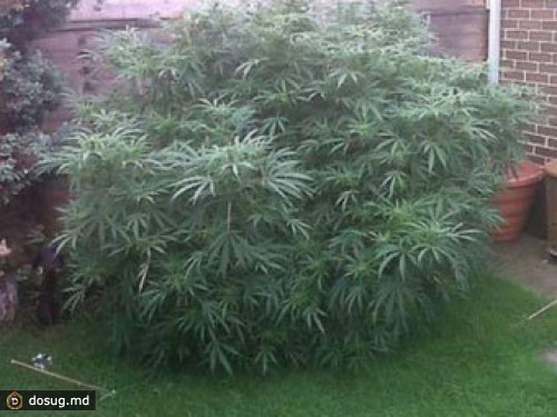 У пенсионеров изъяли гигантский куст марихуаны