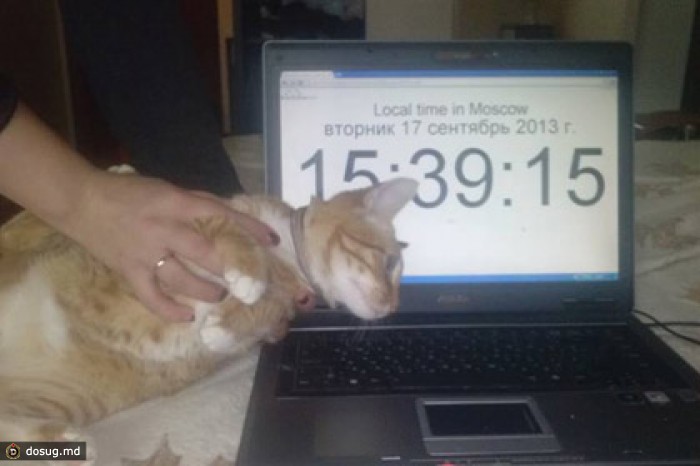 У жительницы Москвы потребовали выкуп за похищенного кота