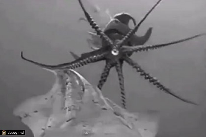 Ученые засняли на видео дискотеку гигантских кальмаров
