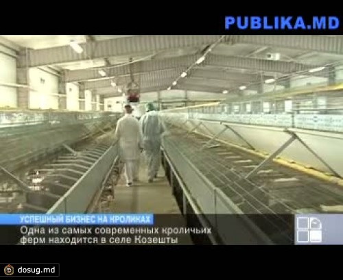 Успешный бизнес на кроликах: современная ферма функционирует в селе Козешты