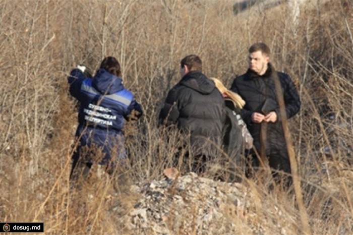 В Чите стая собак загрызла ребенка и напала на полицейских