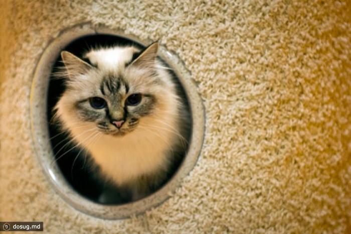 В Италии поймали пожирателя кошек