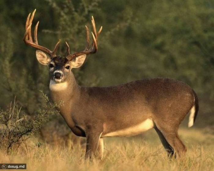 В Кэприянском лесу от бешенства погибли девять оленей