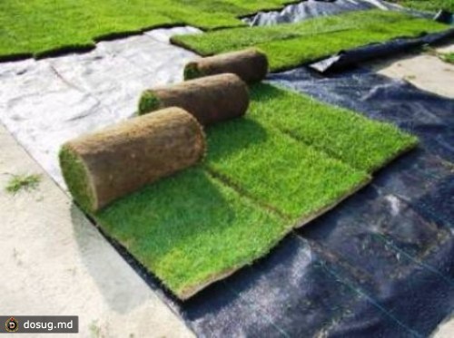 
 В Кишиневе украли газон, постеленный к визиту Меркель

