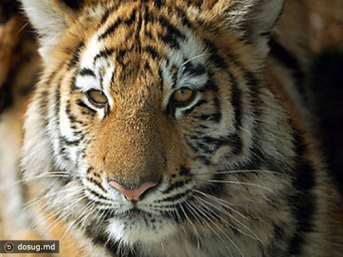 В Москве на пустыре нашли ящик с тигром