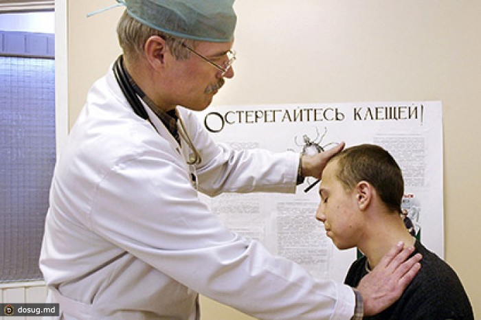 В России более 2,6 тысячи человек пострадали от укусов клещей