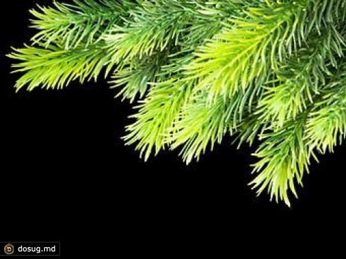 В Шотландии сварили еловое пиво