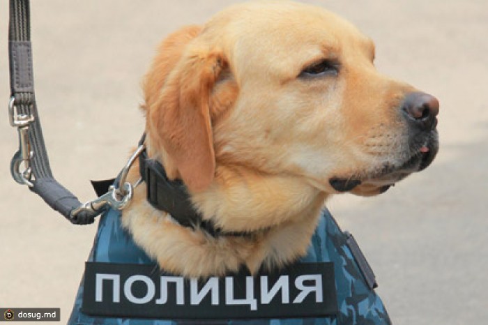 В Ставропольском крае омоновец убил полицейского-кинолога