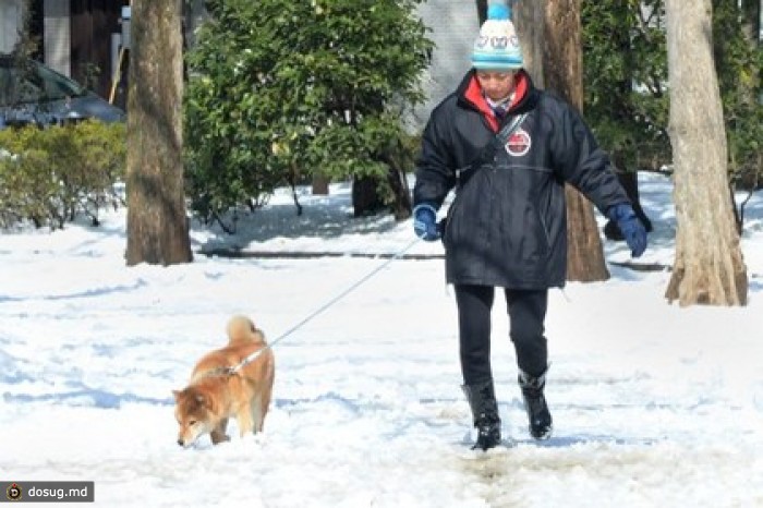 В Японии из-за снегопадов погибли семь человек