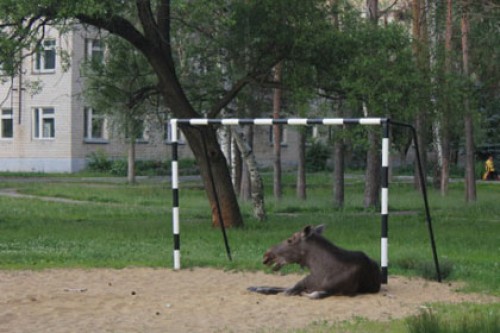 В футбольных воротах на детской площадке нашли лося