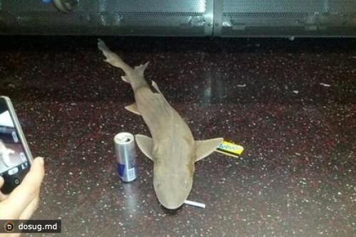 В нью-йоркском метро обнаружили мертвую акулу