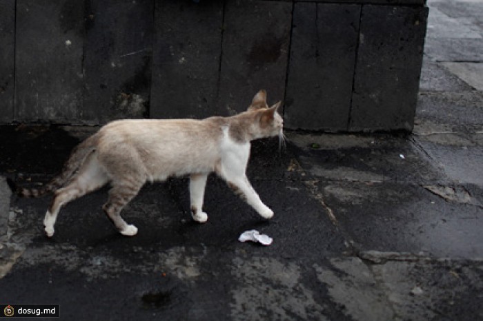 Ветер поднял в воздух компанию британских бездомных кошек