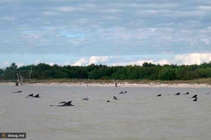 Во Флориде погибли выбросившиеся на берег гринды