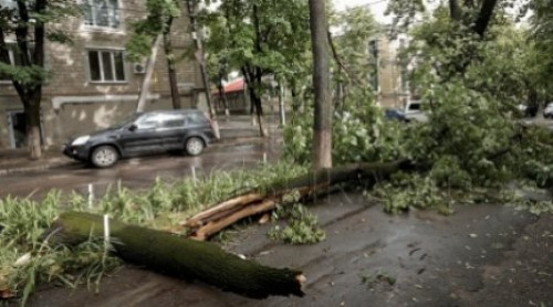 Во время вчерашней грозы в столице обрушились несколько деревьев