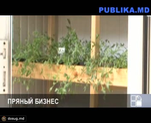 Житель столицы выращивает и продает пряные травы (ВИДЕО)