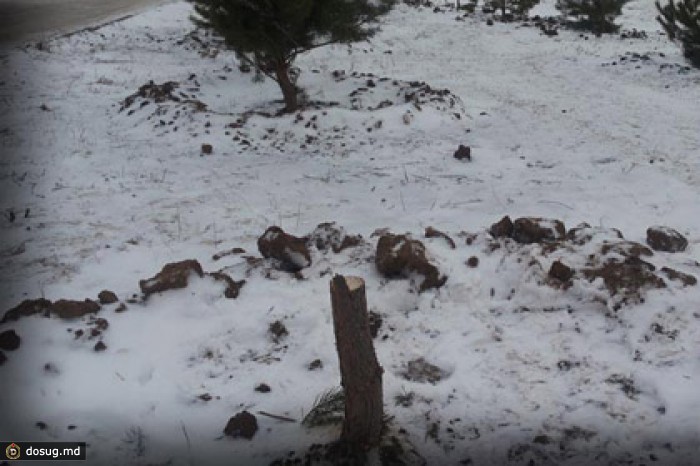 Жительница Казахстана на спор спилила городскую елку