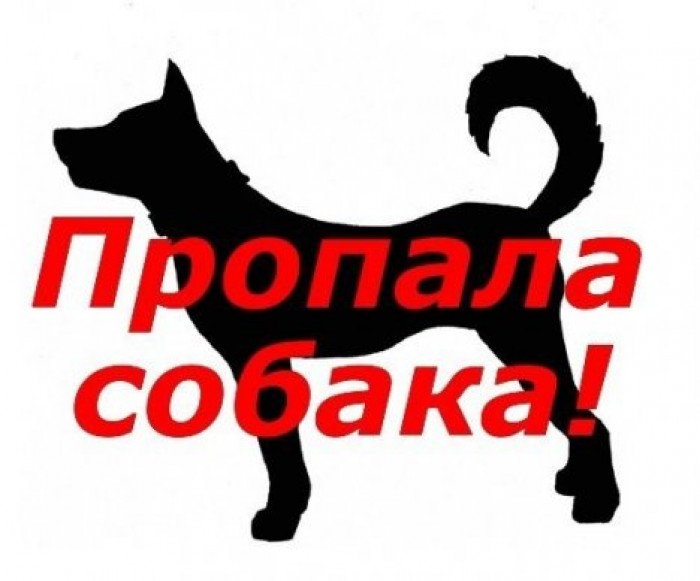 Американская школьница получила 10 тысяч долларов за возвращение потерявшегося щенка