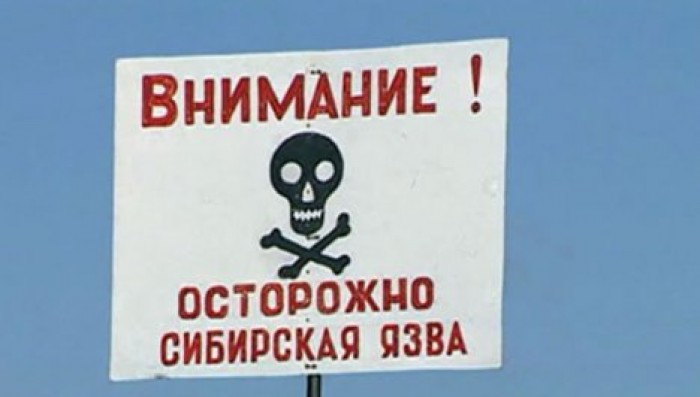 Двое россиян съели бешпармак с сибирской язвой и не заболели
