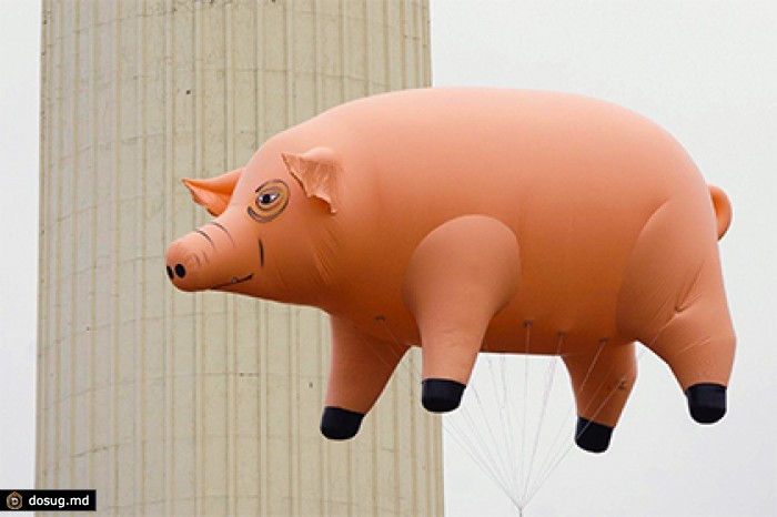 Группе Pink Floyd вернут надувную свинью с обложки Animals