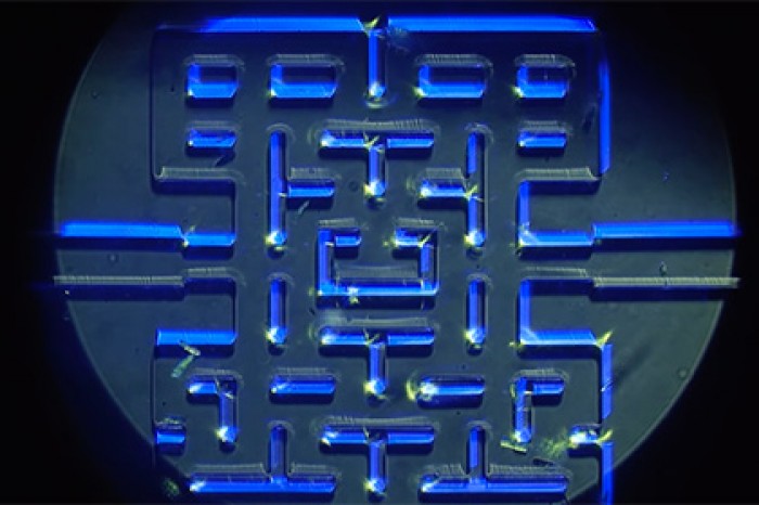 Инфузории сыграли в Pac-Man под микроскопом