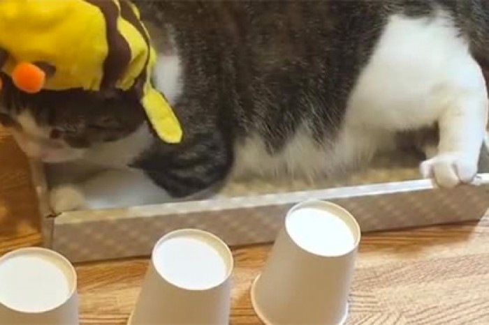 Искусно играющий в наперстки кот из Японии поразил Instagram