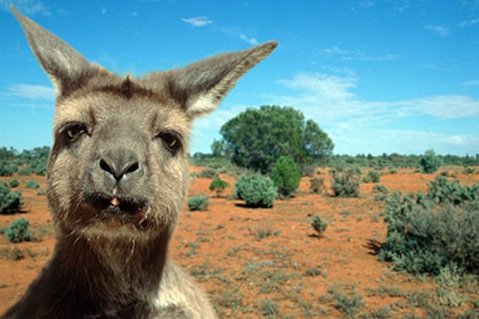 Кенгуру избил служителя зоопарка на глазах у туристов