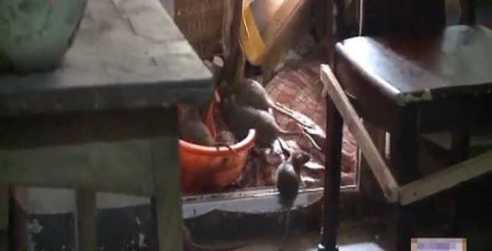 Китаец развел в своей квартире почти 200 крыс
