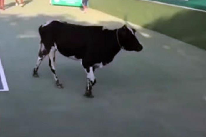 Корова поучаствовала в теннисном матче в Индии