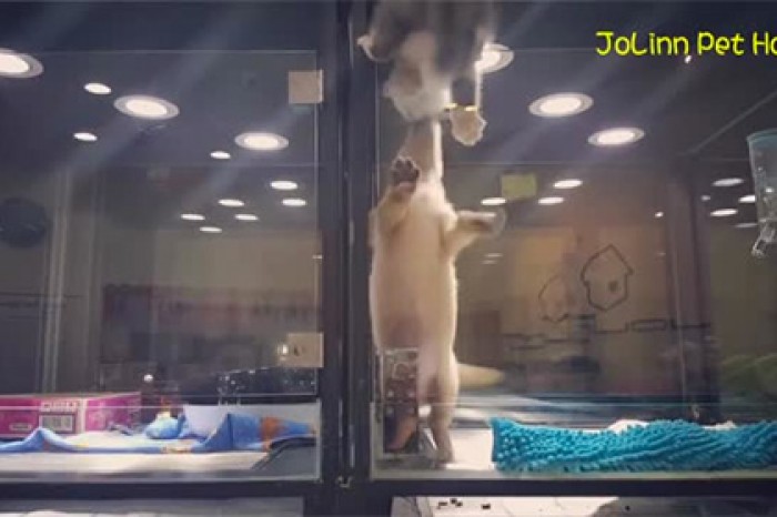 Котенок преодолел стеклянную стену ради встречи с другом-щенком